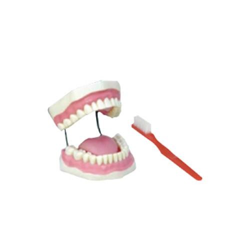 Modelo Dentadura Gigante Flexible. Modelo CVQ7013