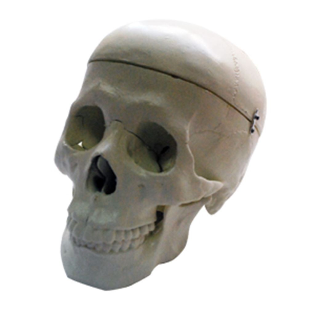 CRANEO DE ADULTO MARCA VELAB